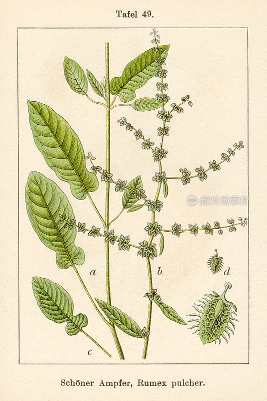 古董花插图:小提琴码头(Rumex pulcher)